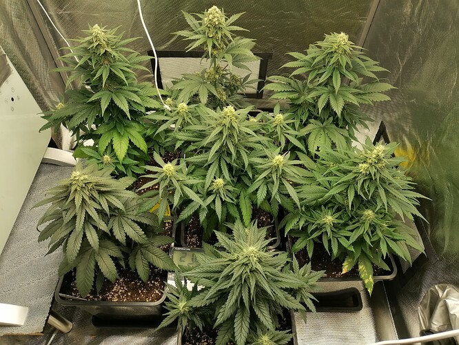 Growreport Bild 12