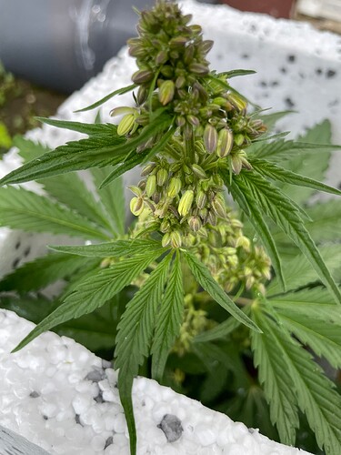 Growreport Bild 10