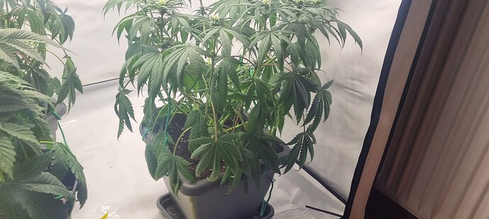 Growreport Bild 2