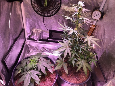 Growreport Bild 12