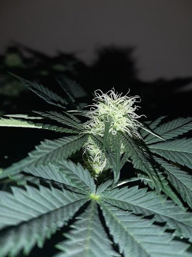 Growreport Bild 3