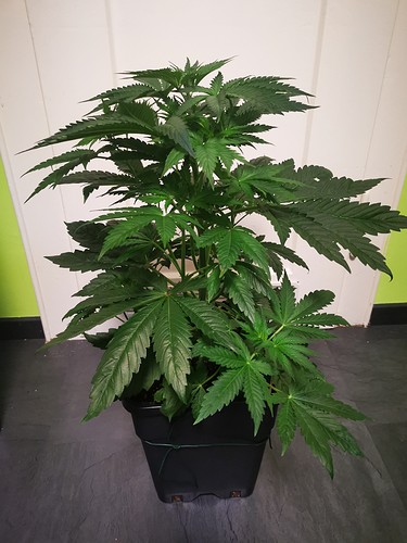 Growreport Bild 23