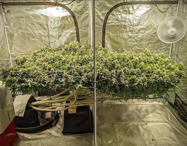 Growreport Bild 15