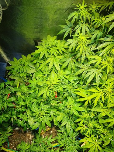 Growreport Bild 7
