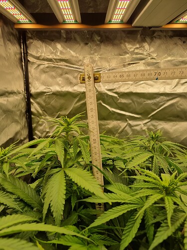 Growreport Bild 1