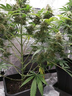 Growreport Bild 8