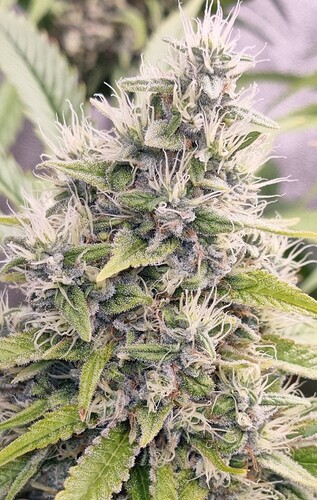 Growreport Bild 9