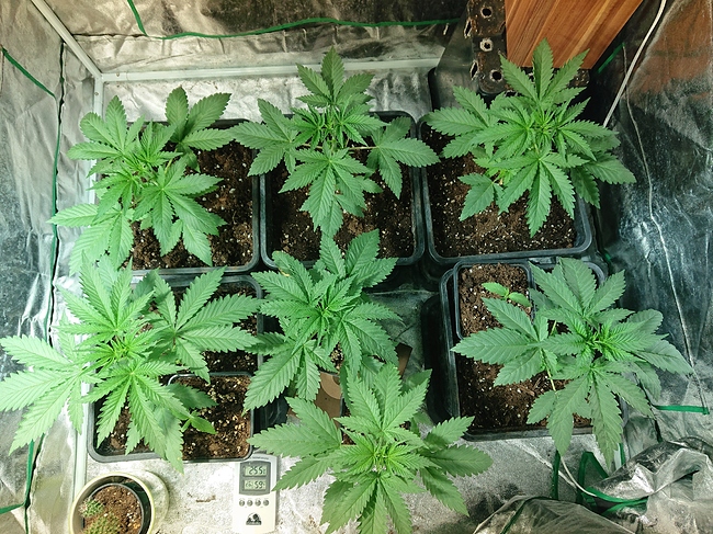 Growreport Bild 27