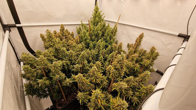 Growreport Bild 5