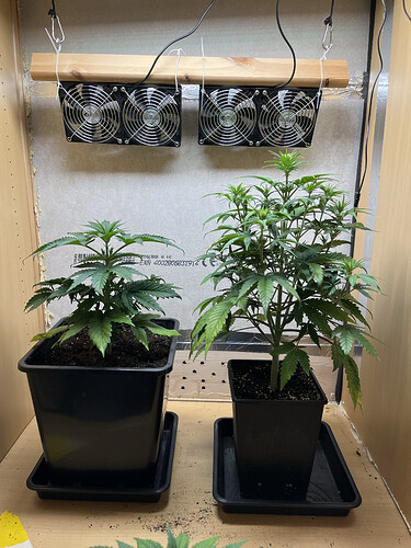 Growreport Bild 2