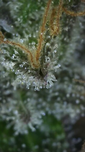 Growreport Bild 9