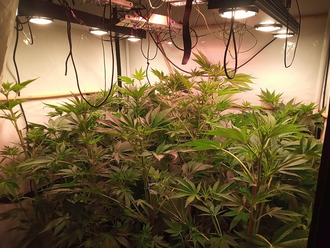Growreport Bild 35