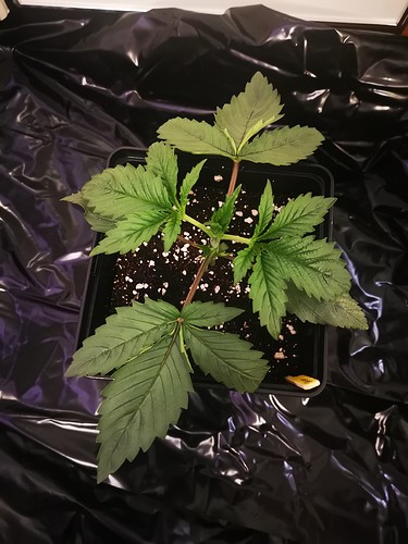 Growreport Bild 7