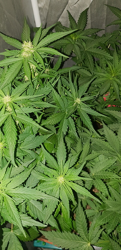 Growreport Bild 1