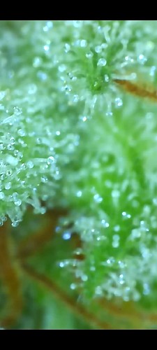 Growreport Bild 19