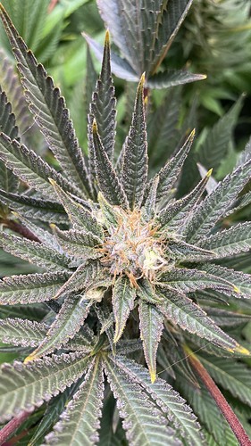 Growreport Bild 14