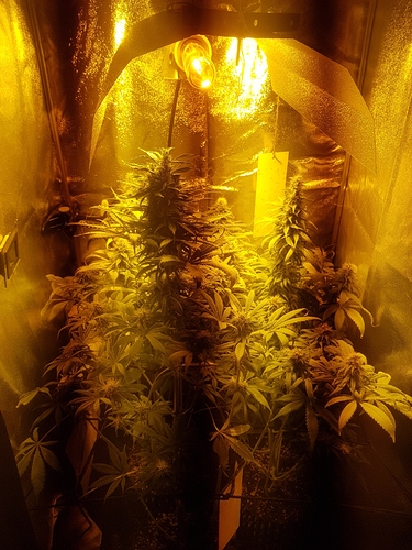 Growreport Bild 1