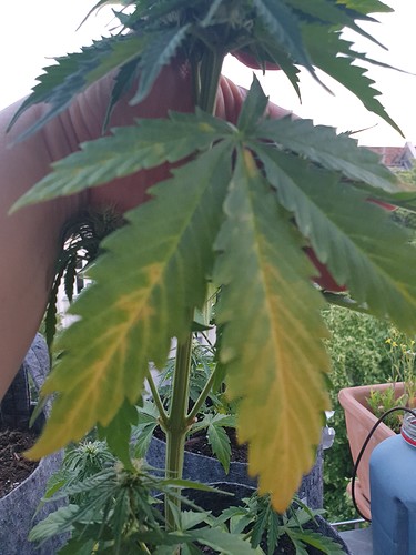 Growreport Bild 15