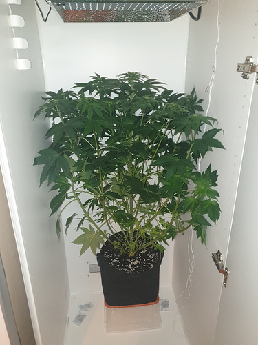 Growreport Bild 9