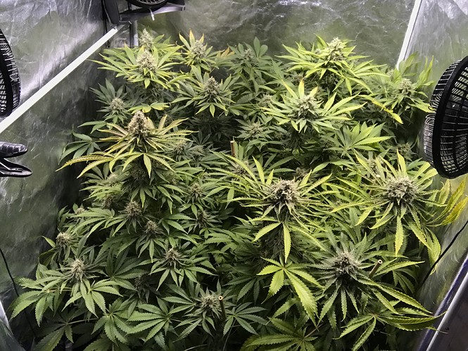 Growreport Bild 15