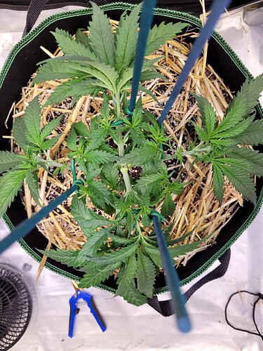 Growreport Bild 6