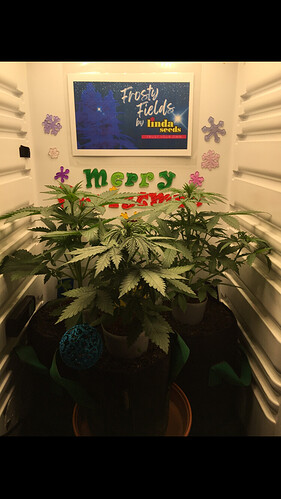 Growreport Bild 42