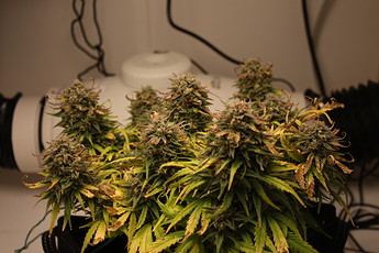 Growreport Bild 15