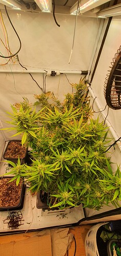 Growreport Bild 1