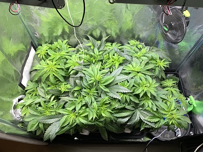 Growreport Bild 13
