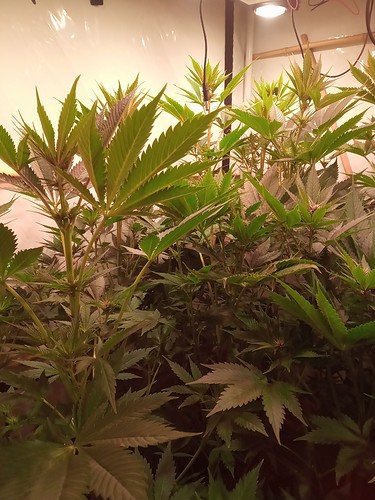 Growreport Bild 13
