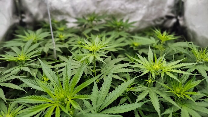 Growreport Bild 7