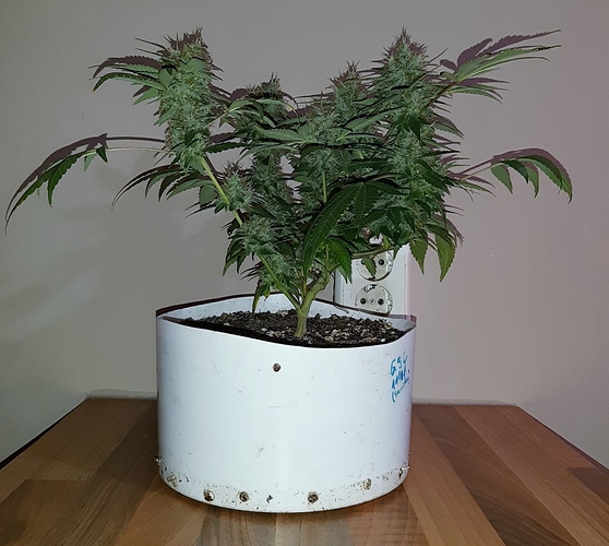 Growreport Bild 1