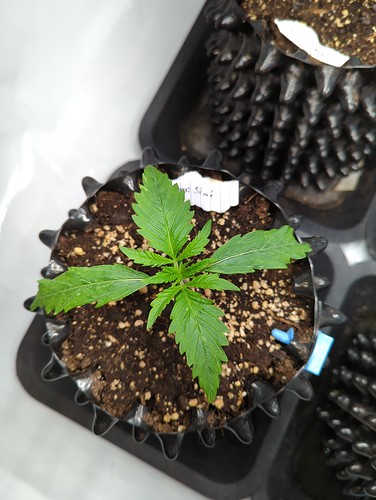 sensiskunk_wt2