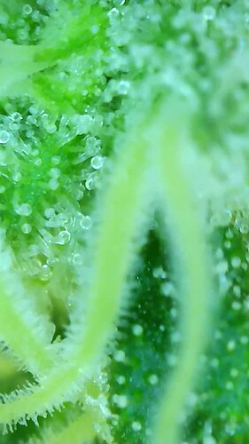 Growreport Bild 5