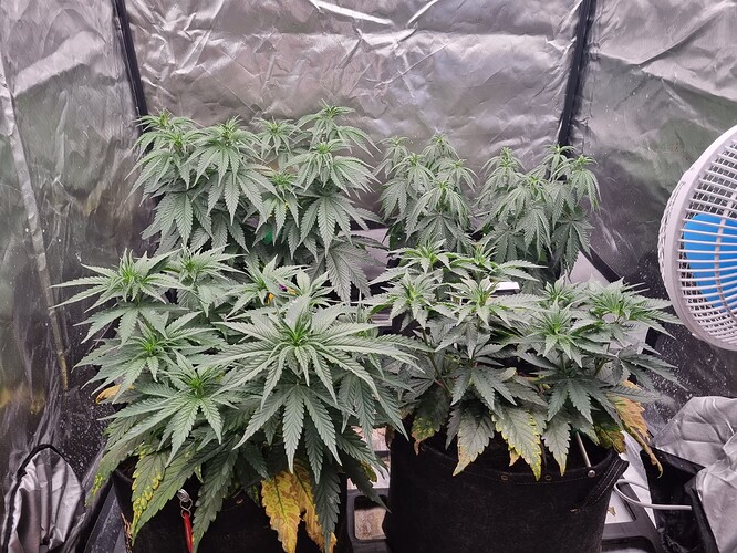 Growreport Bild 49