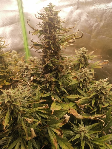 Growreport Bild 9