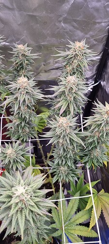 Growreport Bild 32