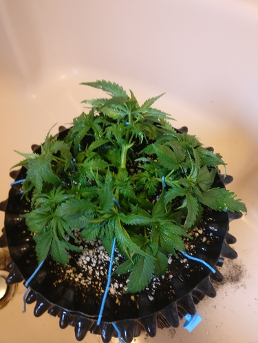 Growreport Bild 3
