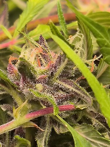 Growreport Bild 17