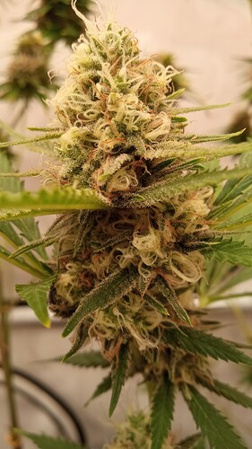Growreport Bild 59
