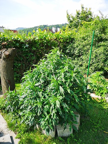 Growreport Bild 4