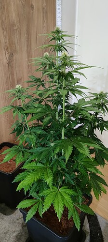 Growreport Bild 2