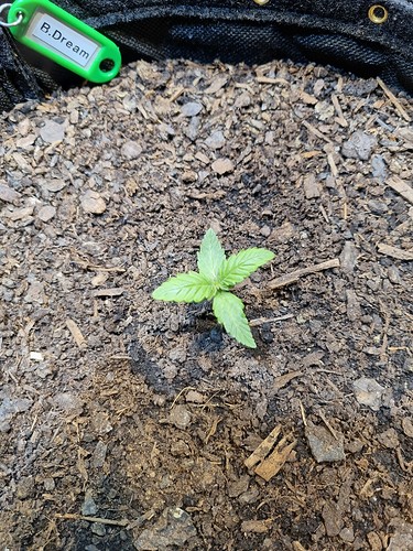Growreport Bild 3
