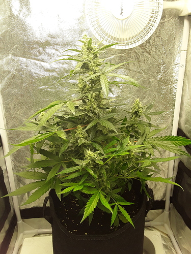 Growreport Bild 8