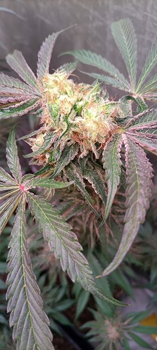 Growreport Bild 20