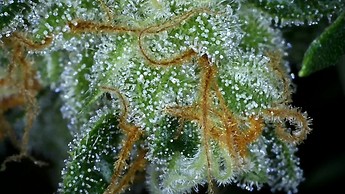 Growreport Bild 26