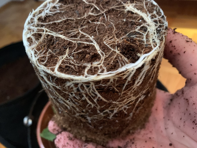 Growreport Bild 1