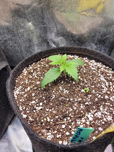 Growreport Bild 2
