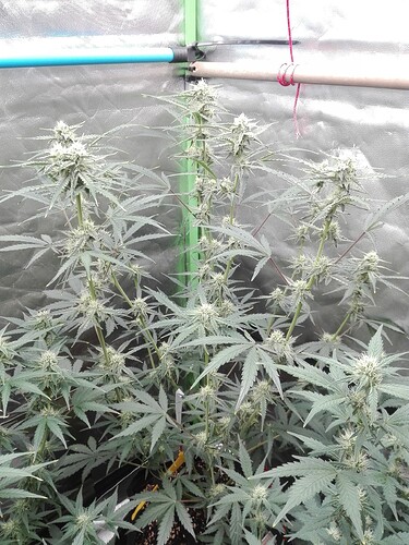 Growreport Bild 8