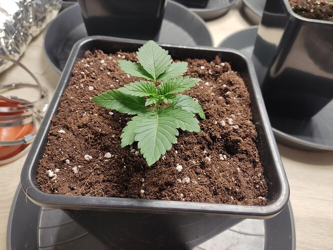 Growreport Bild 22